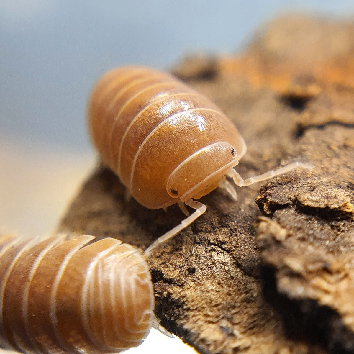 Armadillo officinalis 'Brick' - Weird Pets PH