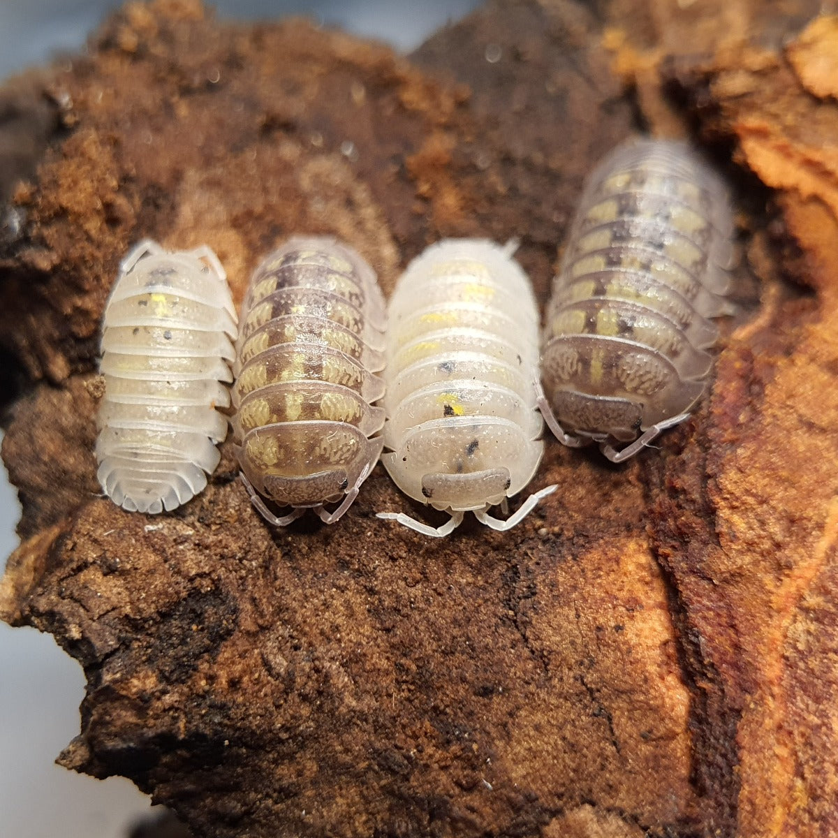 Armadillidium granulatum 'Lemon' - Weird Pets PH