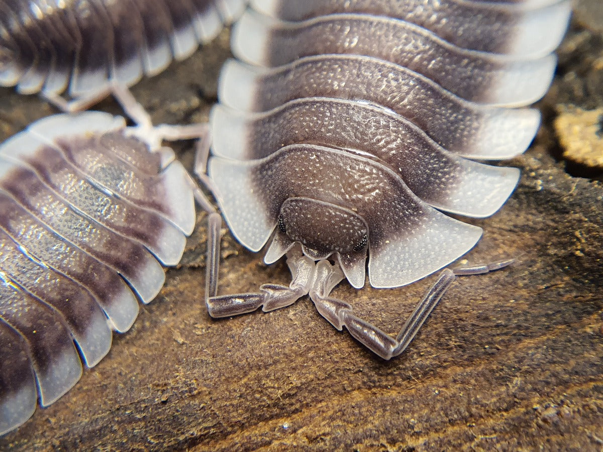 Porcellio werneri - Weird Pets PH