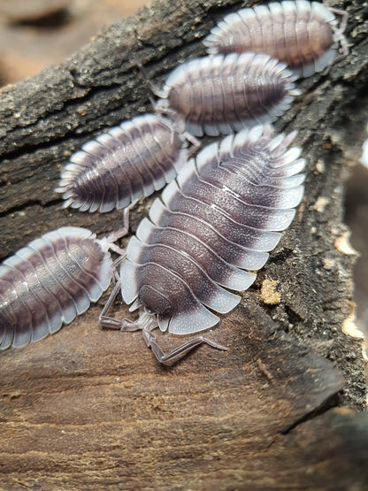 Porcellio werneri - Weird Pets PH