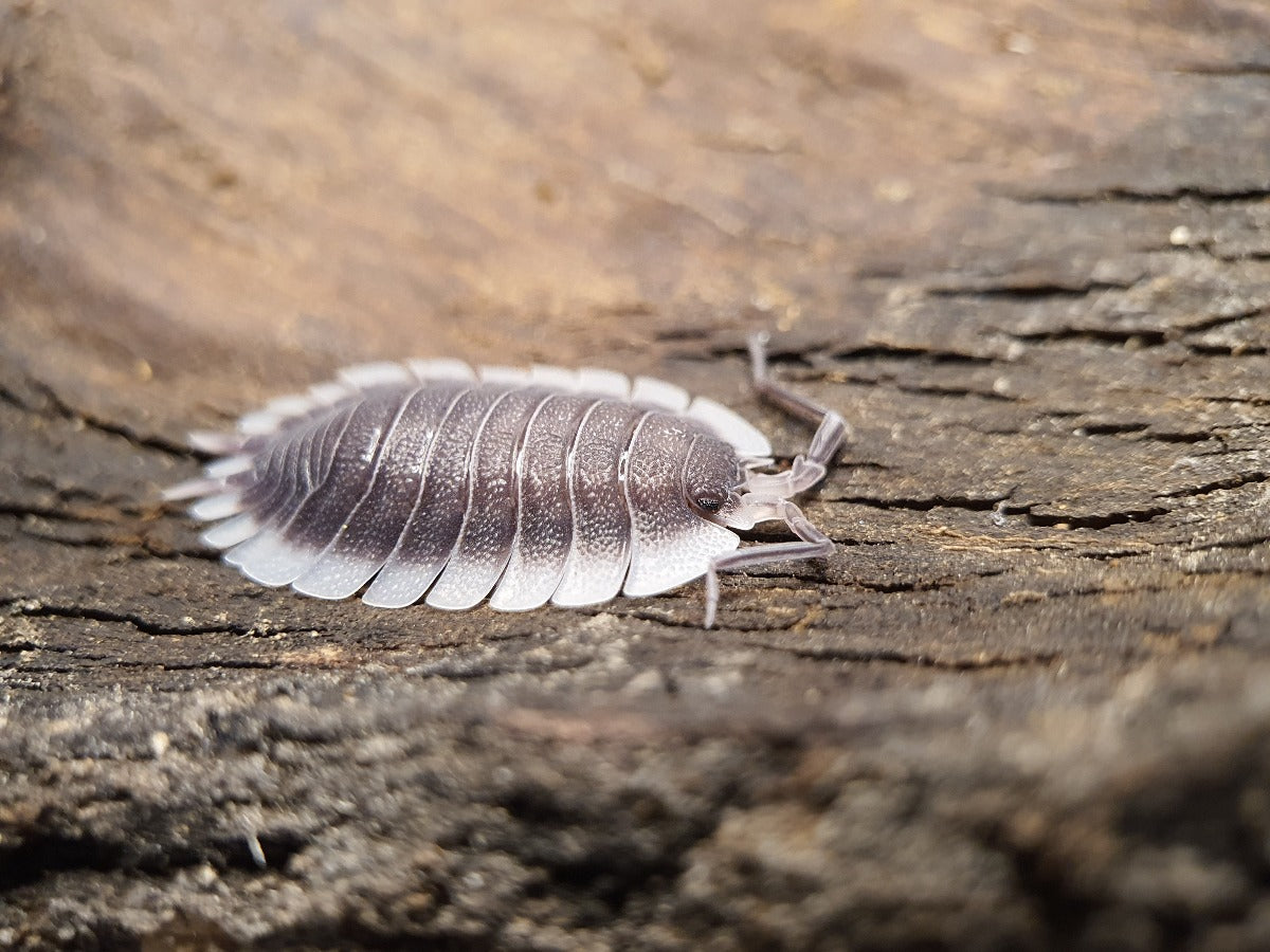 Porcellio werneri - Weird Pets PH