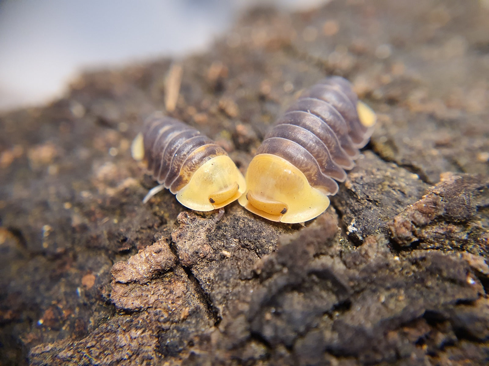 Cubaris sp. 'Rubber Ducky' - Weird Pets PH