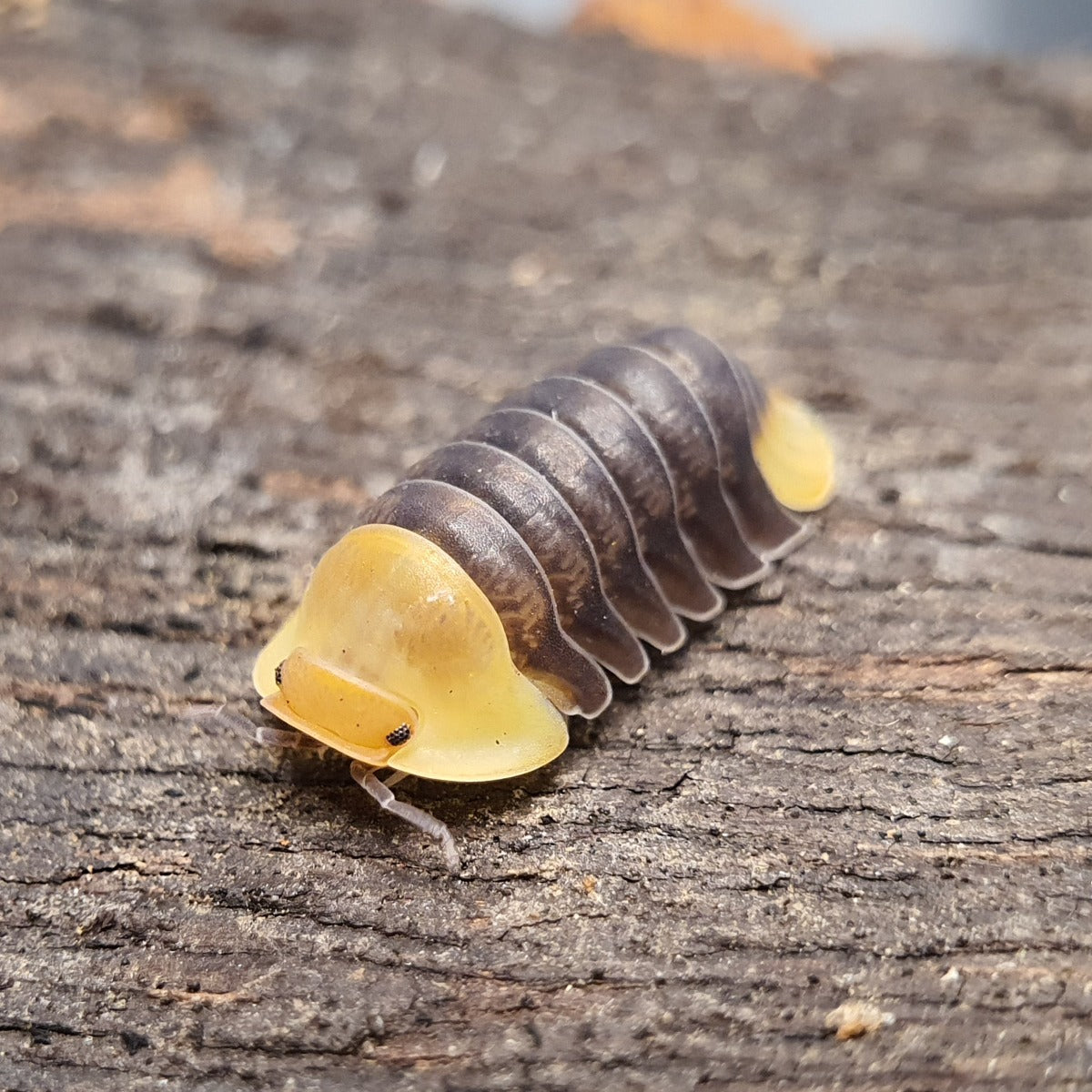 Cubaris sp. 'Rubber Ducky' - Weird Pets PH