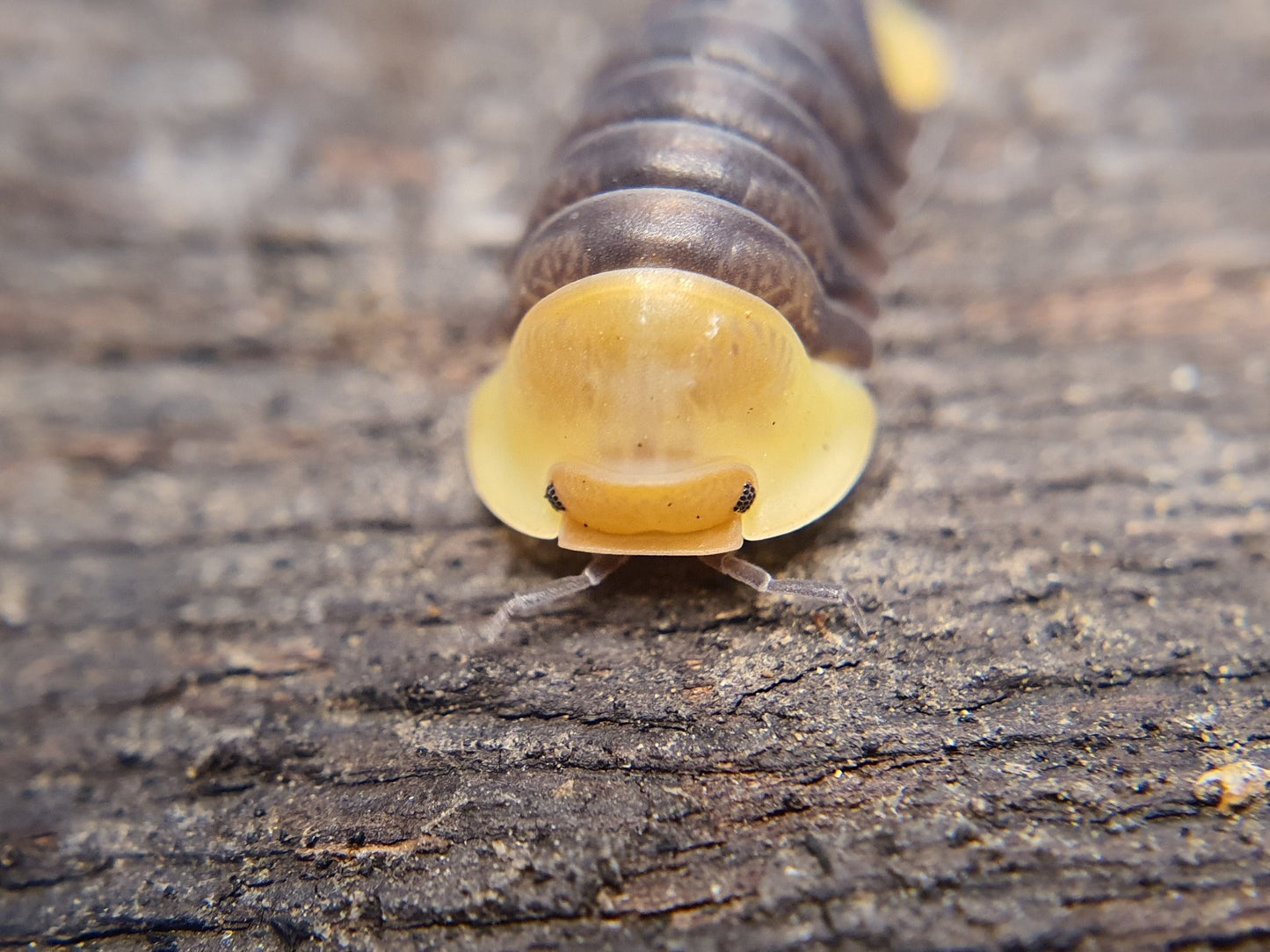 Cubaris sp. 'Rubber Ducky' - Weird Pets PH