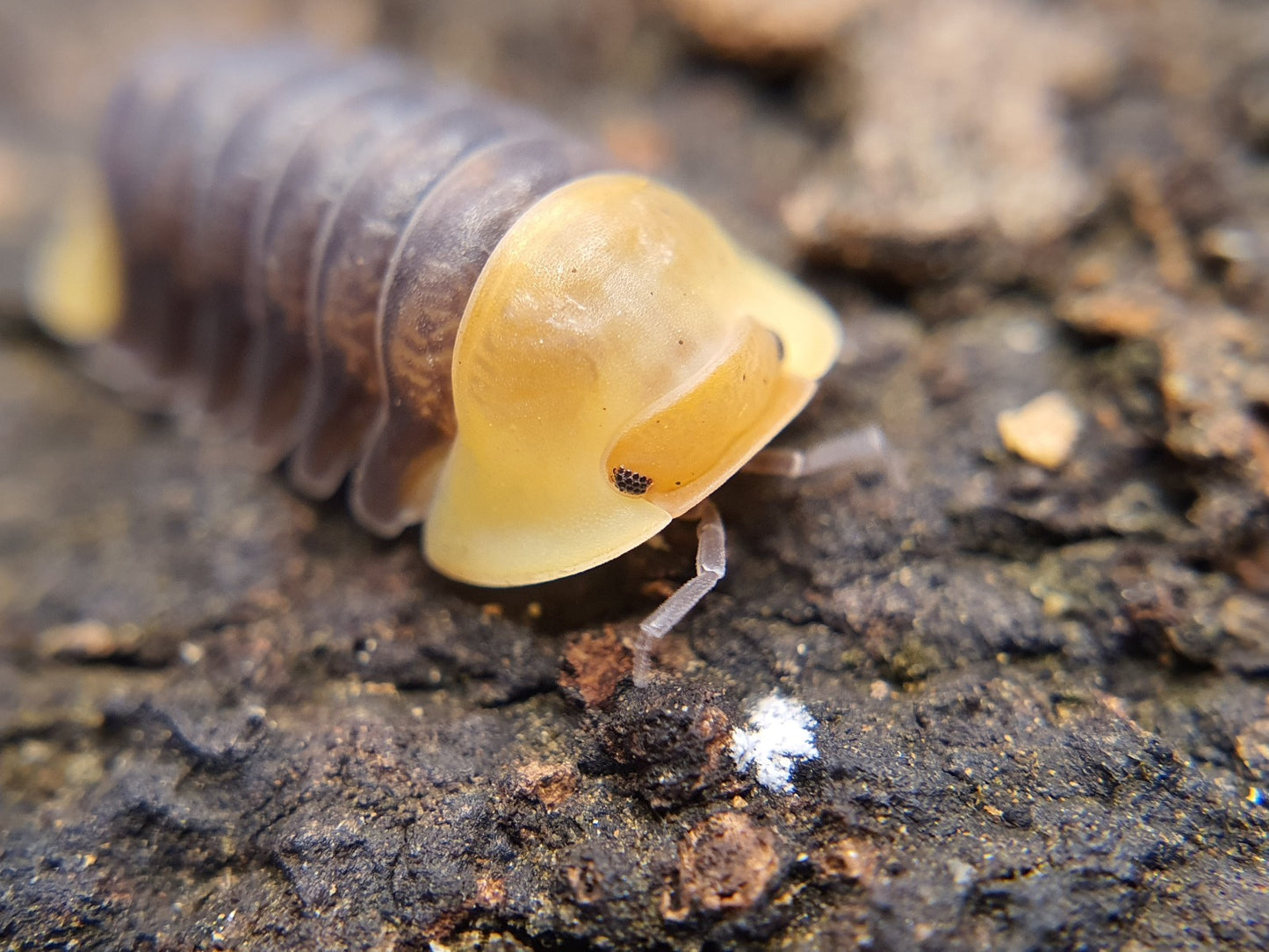 Cubaris sp. 'Rubber Ducky' - Weird Pets PH