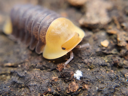 Cubaris sp. 'Rubber Ducky' - Weird Pets PH