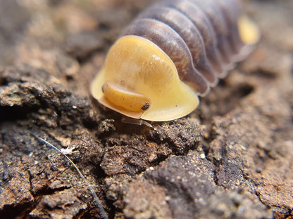 Cubaris sp. 'Rubber Ducky' - Weird Pets PH