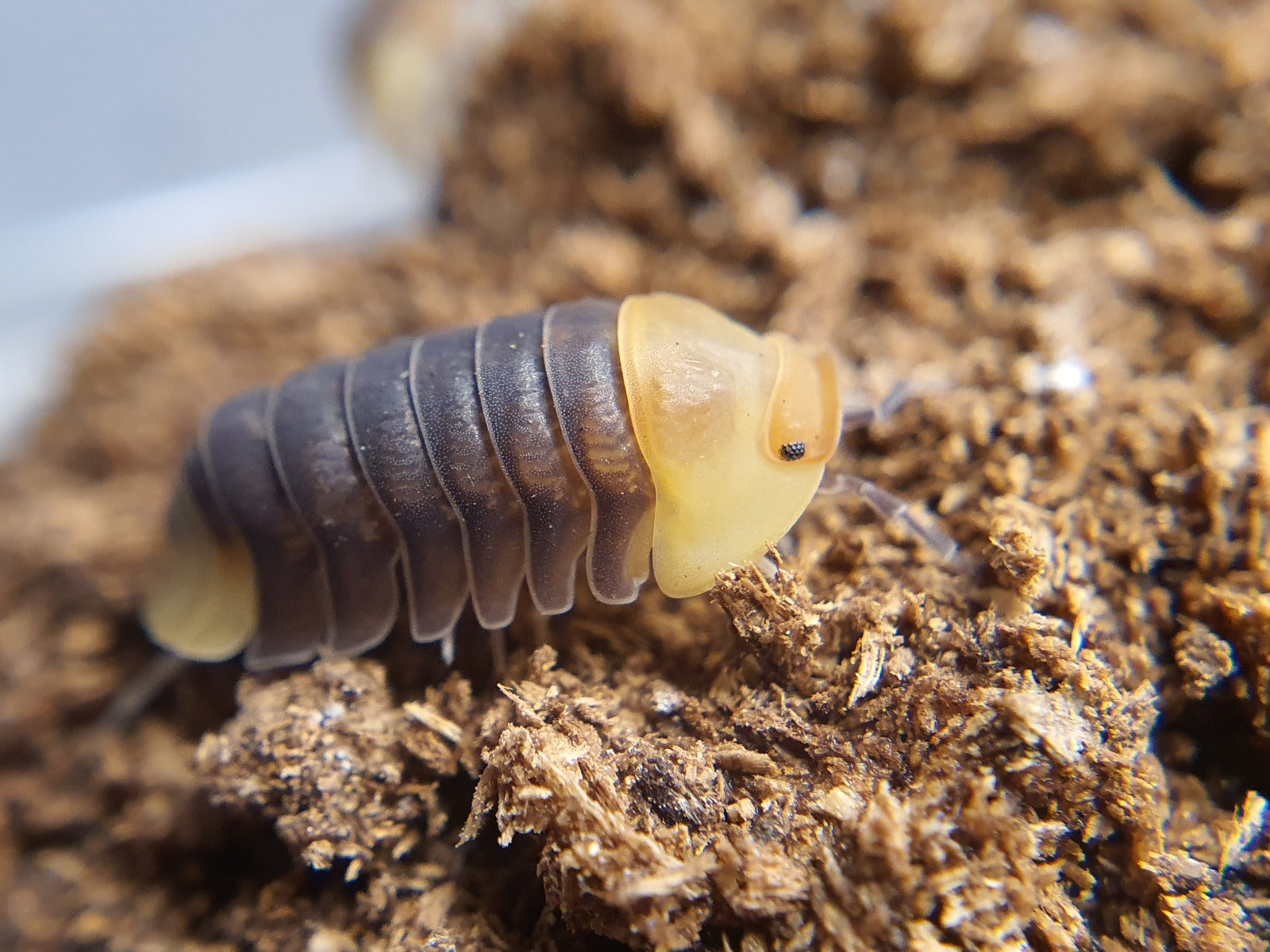 Cubaris sp. 'Rubber Ducky' - Weird Pets PH