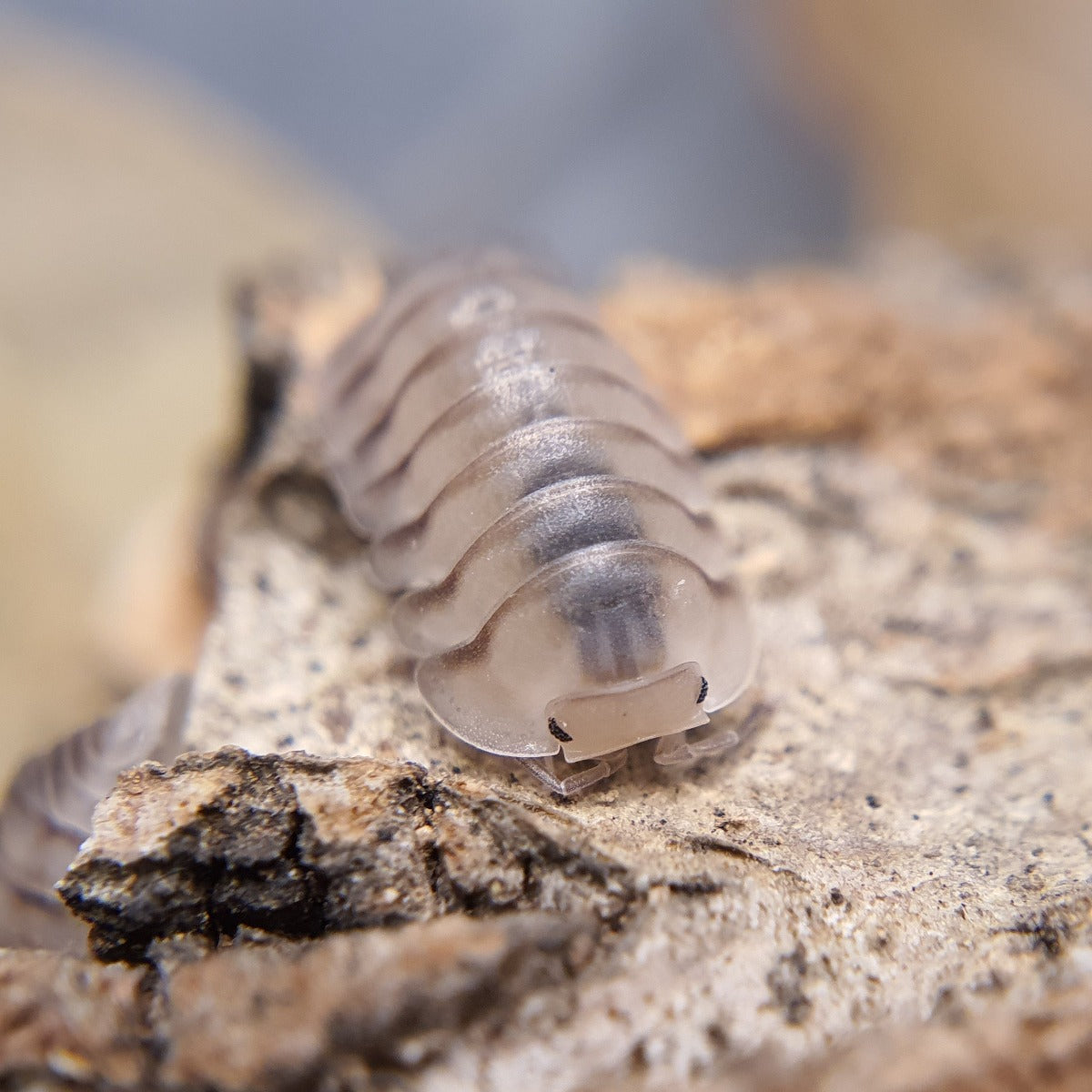 Cubaris sp. 'Caramel' - Weird Pets PH