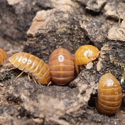 Armadillidium vulgare 'Orange' - Weird Pets PH