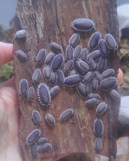 Porcellio werneri