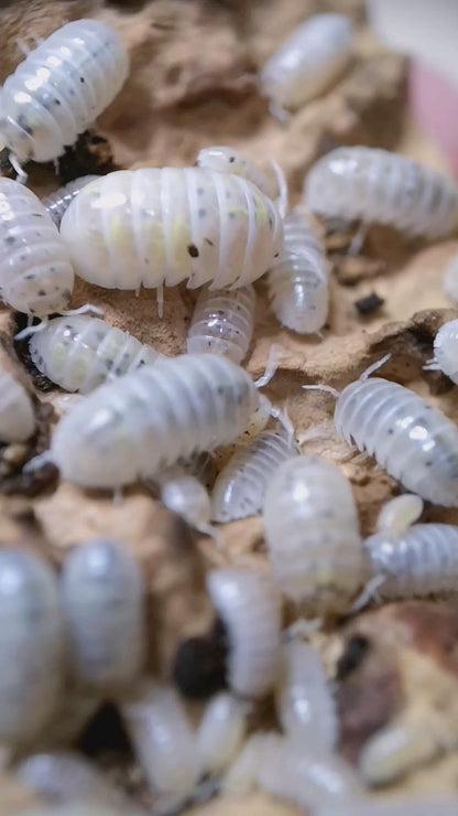 Armadillidium vulgare 'Magic Potion'