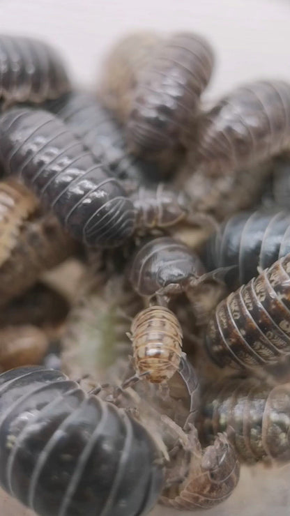 Armadillidium vulgare 'Santa Lucia'