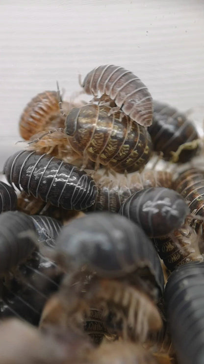 Armadillidium vulgare 'Santa Lucia'