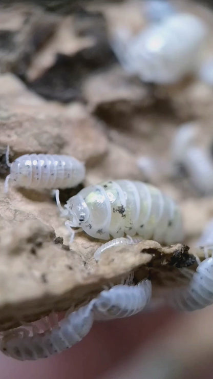 Armadillidium vulgare 'Magic Potion'