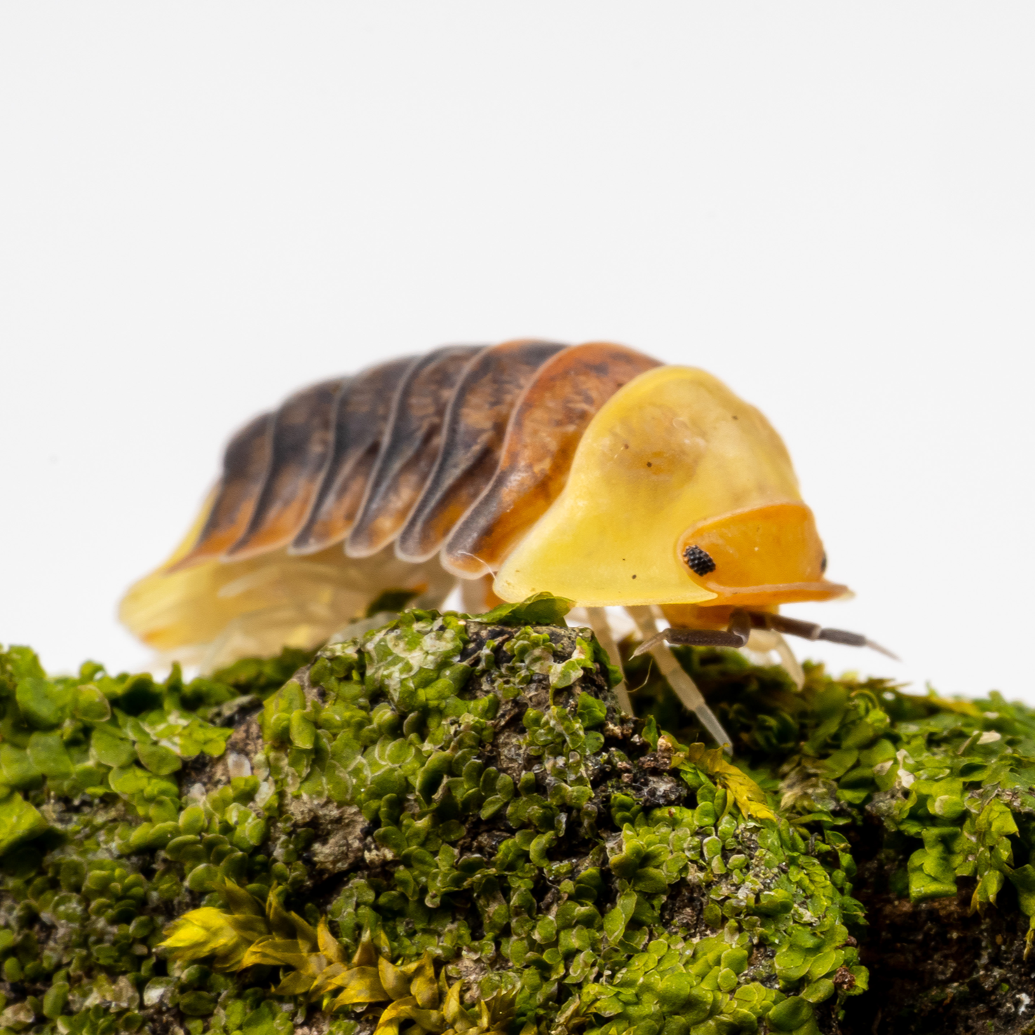 Rubber Ducky Insect Cubaris sp. 'Rubber Ducky' – Weird Pets PH