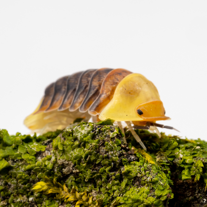 Cubaris sp. 'Rubber Ducky' - Weird Pets PH