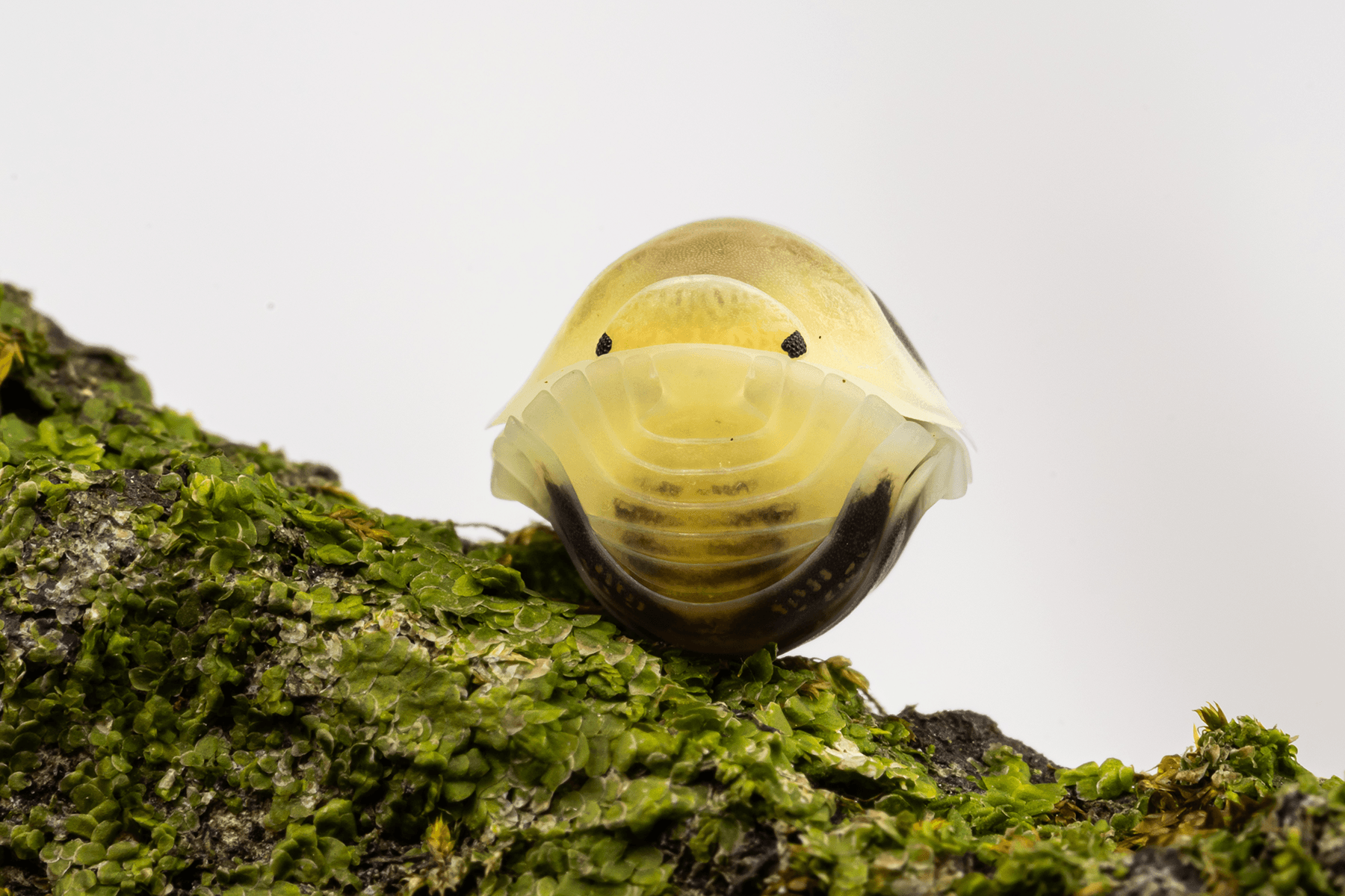 Cubaris sp. 'Lemon Blue' - Weird Pets PH