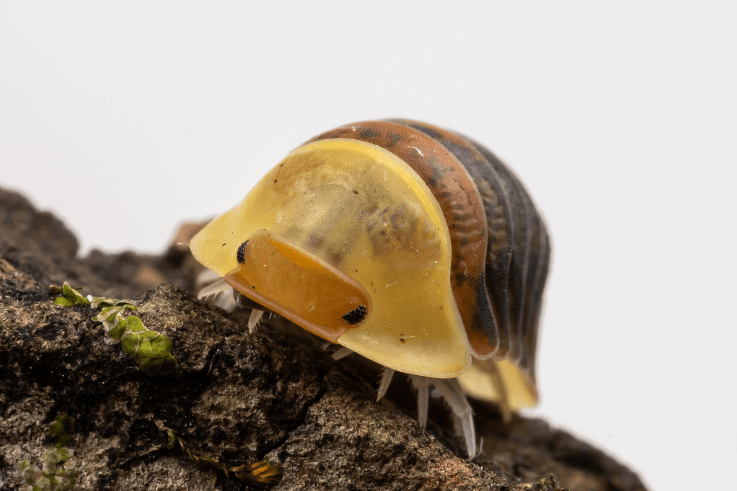 Cubaris sp. 'Rubber Ducky' - Weird Pets PH