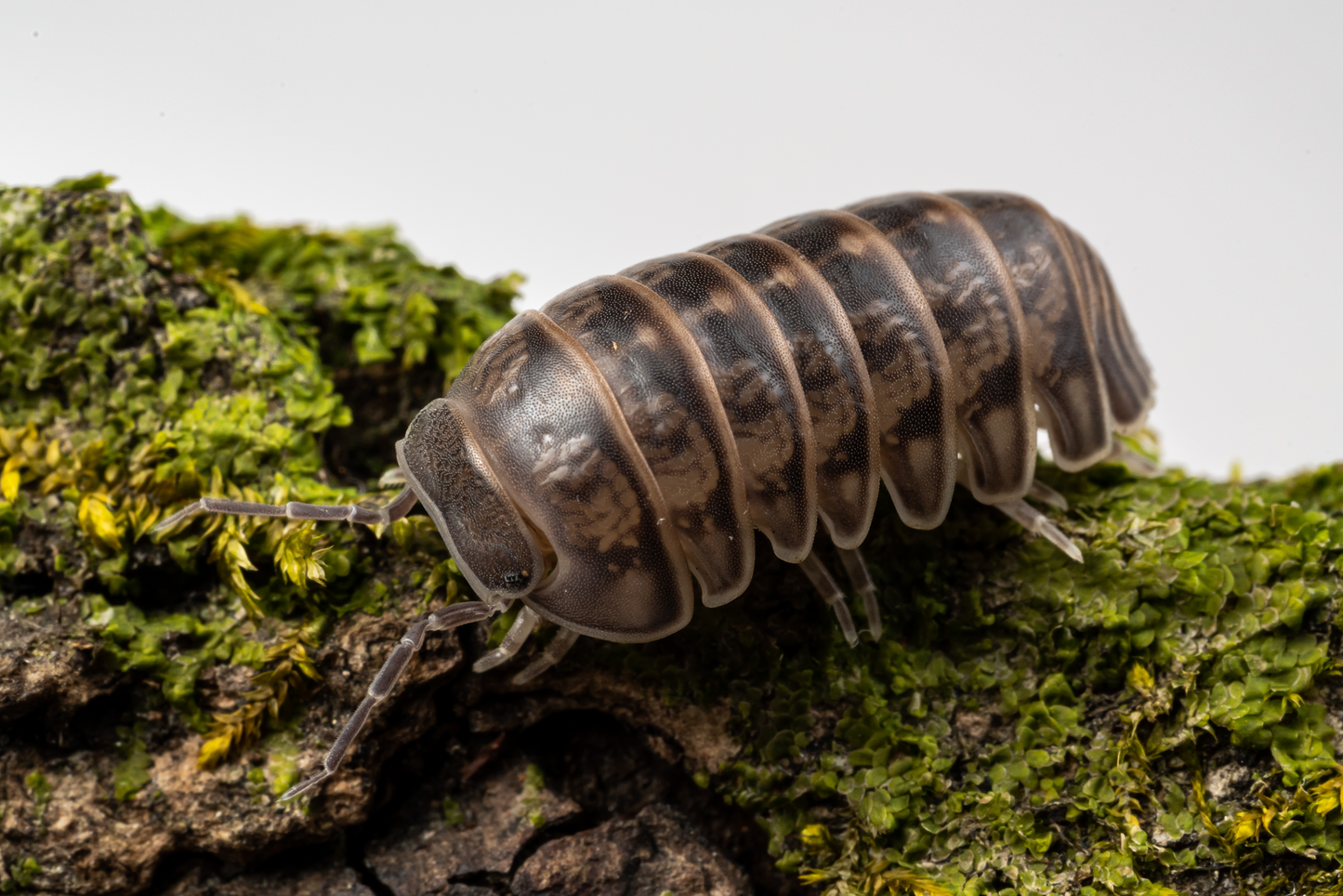 Armadillo officinalis 'Israel' - Weird Pets PH