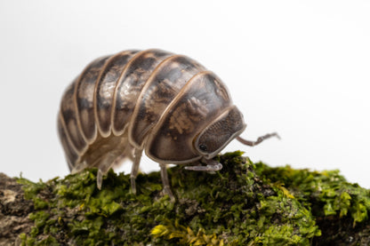 Armadillo officinalis 'Israel' - Weird Pets PH