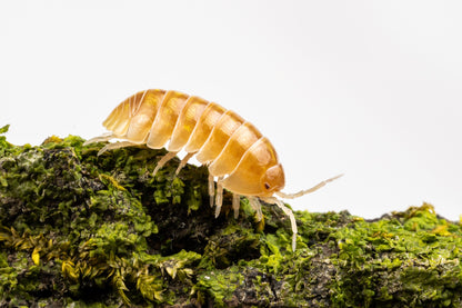 Armadillidium vulgare 'T+ Albino' - Weird Pets PH