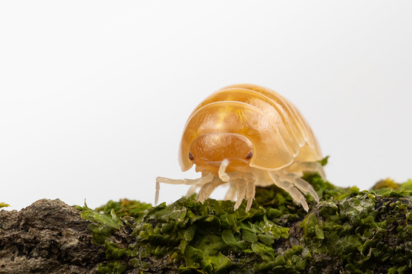 Armadillidium vulgare 'T+ Albino' - Weird Pets PH