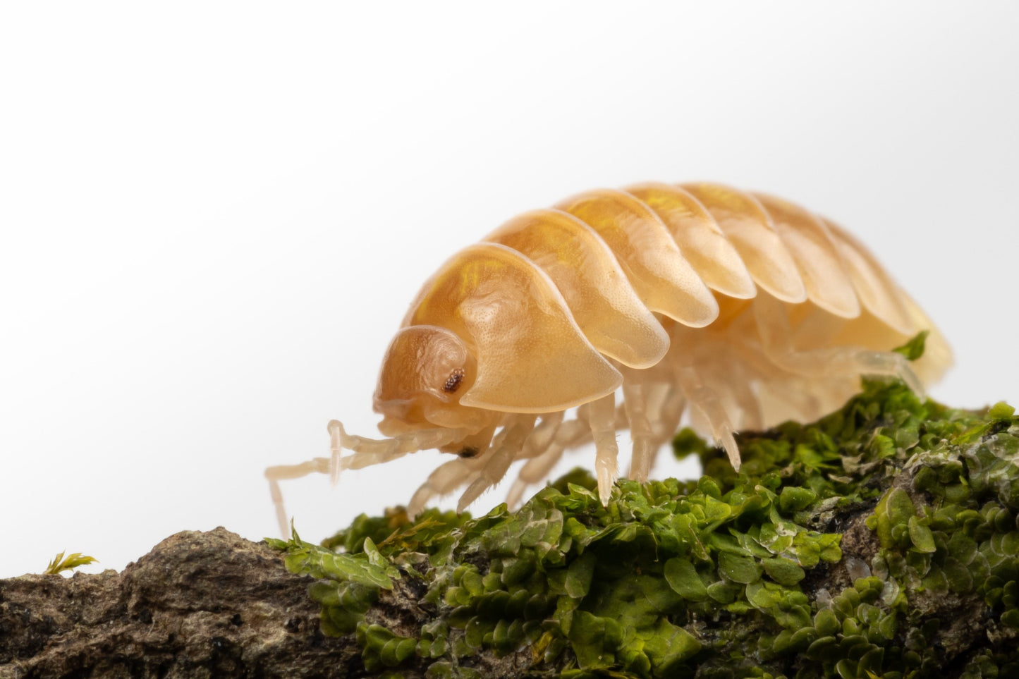 Armadillidium vulgare 'T+ Albino' - Weird Pets PH