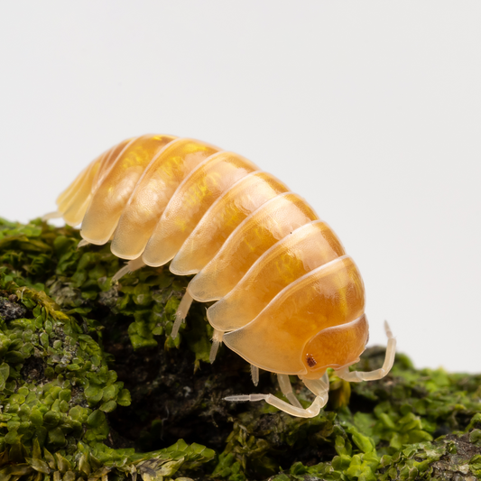 Armadillidium vulgare 'T+ Albino' - Weird Pets PH