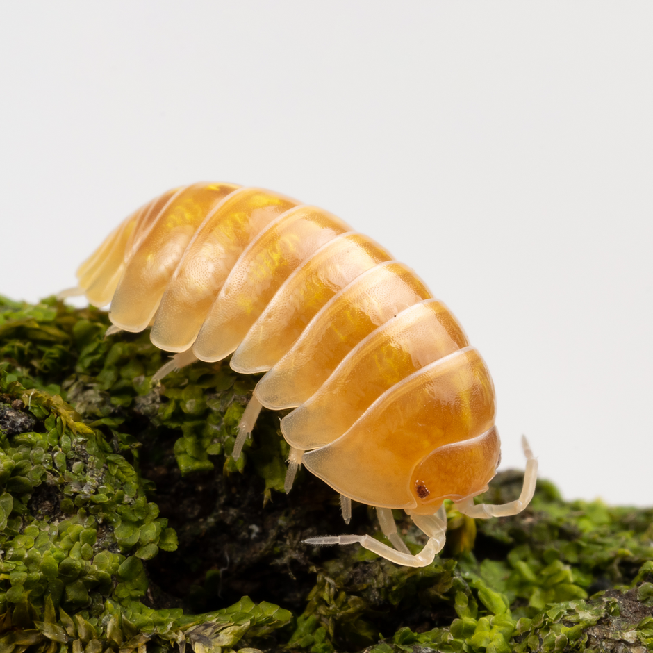 All Isopods – Page 2 – Weird Pets PH