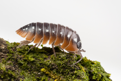 Armadillidium klugii 'Montenegro' - Weird Pets PH