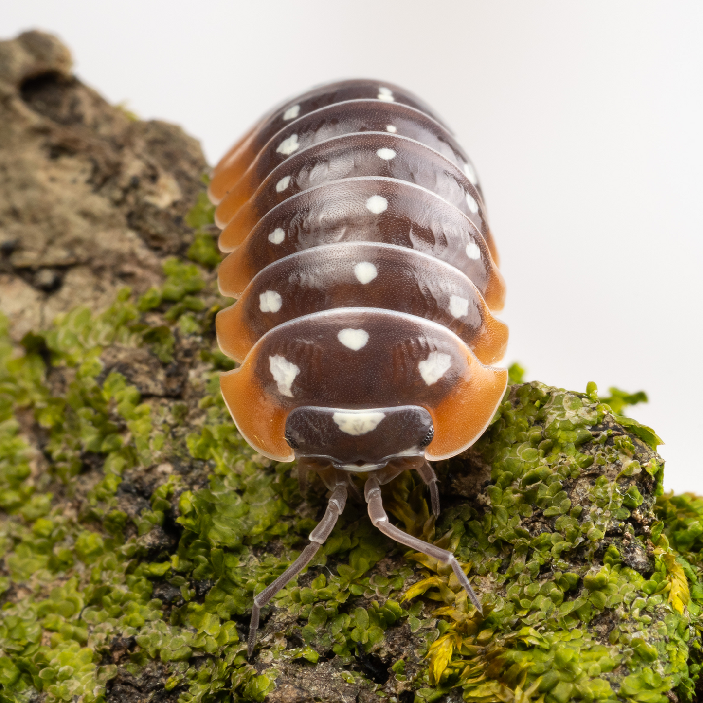 Armadillidium klugii 'Montenegro' - Weird Pets PH