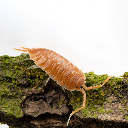 Porcellio magnificus - Weird Pets PH