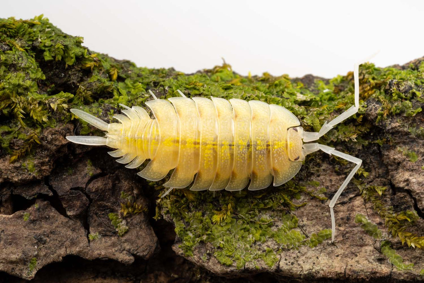 Porcellio bolivari 'Lemonade' - Weird Pets PH