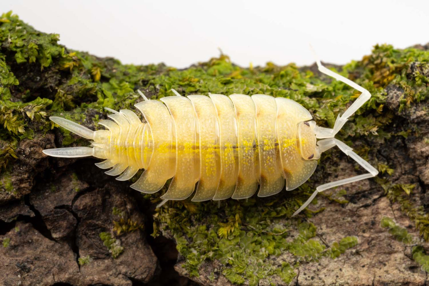 Porcellio bolivari 'Lemonade' - Weird Pets PH