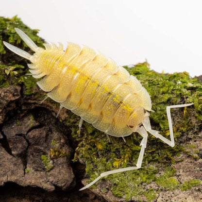 Porcellio bolivari 'Lemonade' - Weird Pets PH