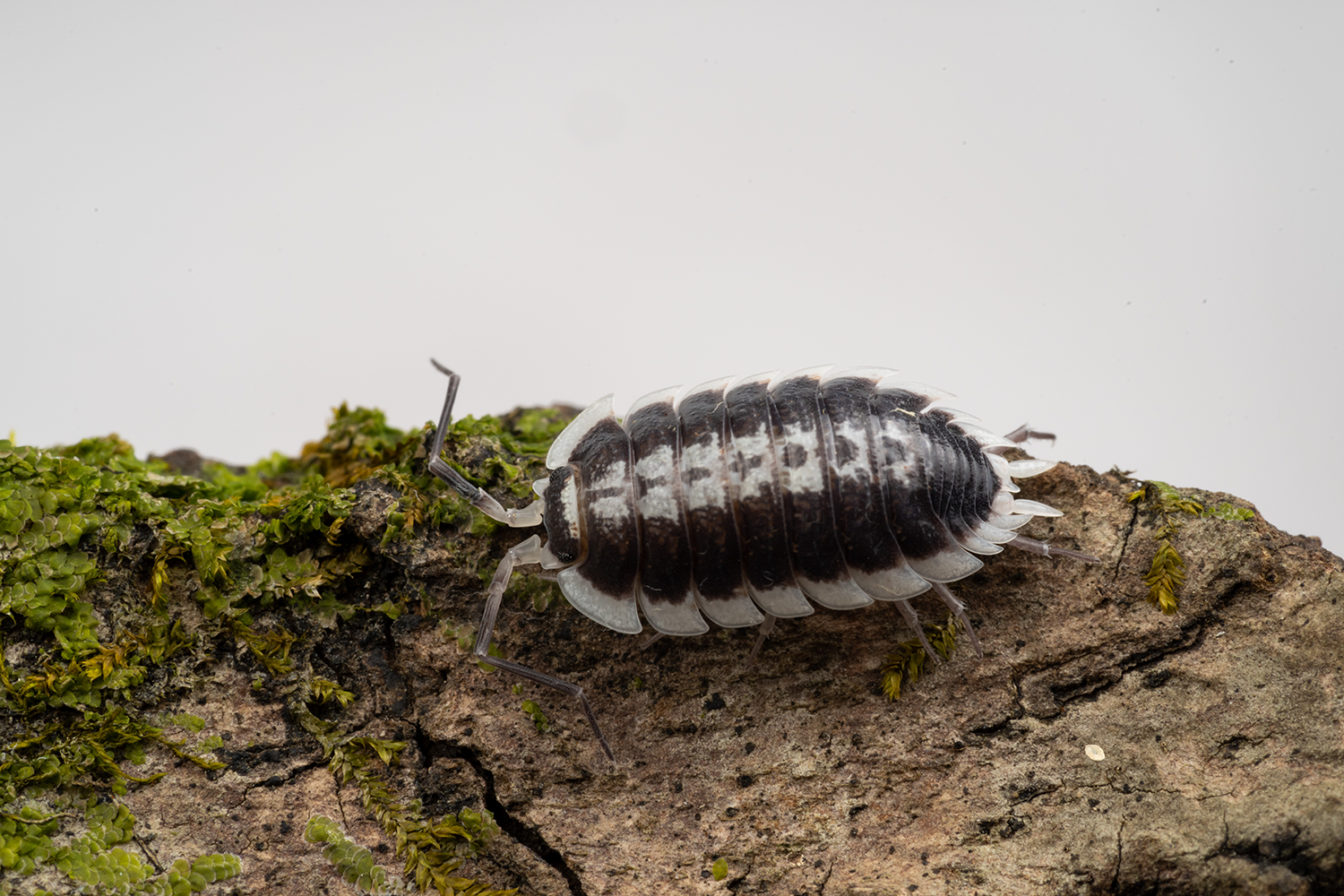 Porcellio flavomarginatus - Weird Pets PH