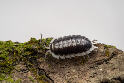 Porcellio flavomarginatus - Weird Pets PH