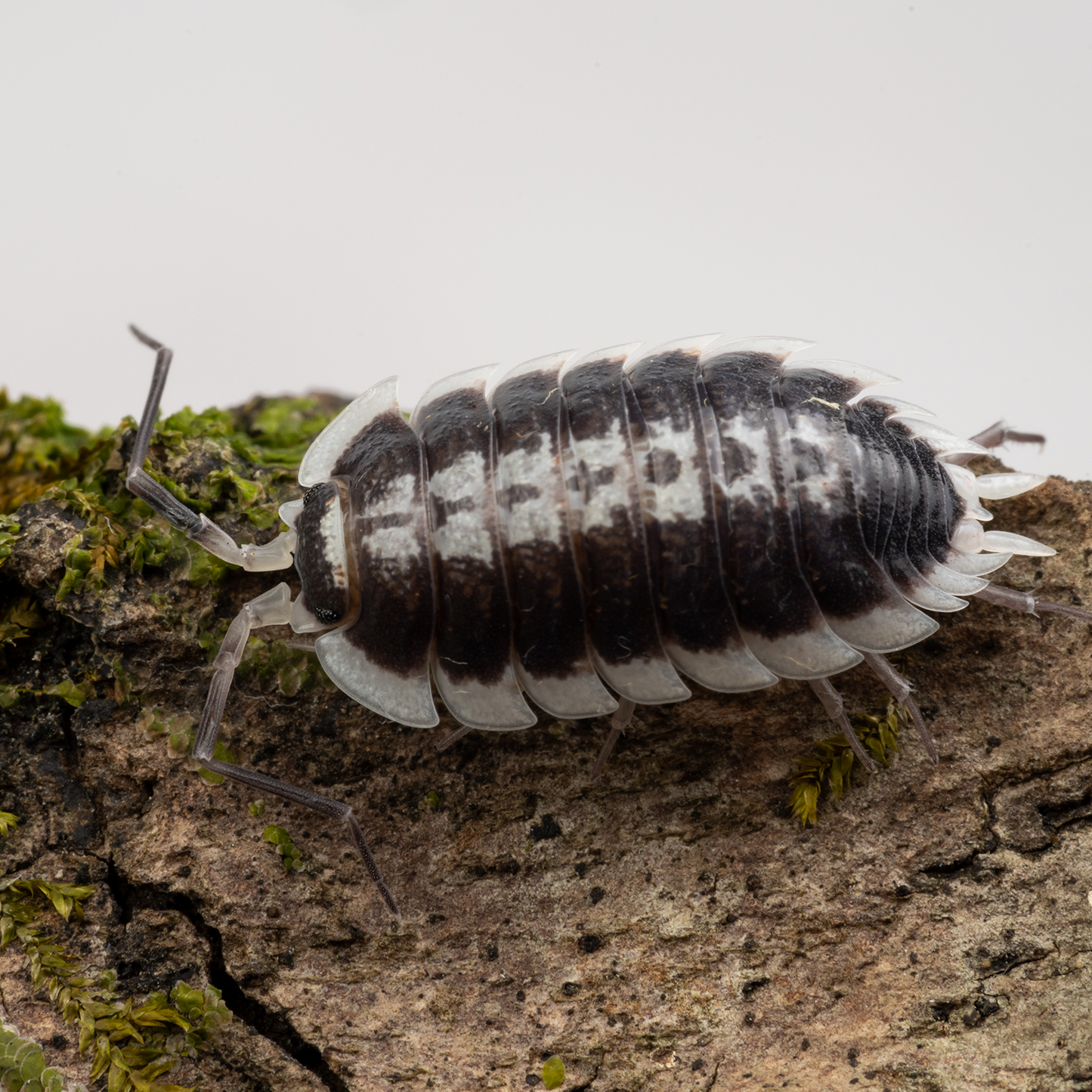 Porcellio flavomarginatus - Weird Pets PH