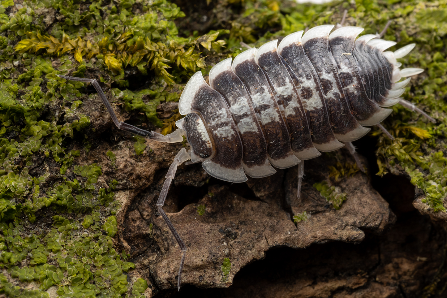 Porcellio flavomarginatus - Weird Pets PH