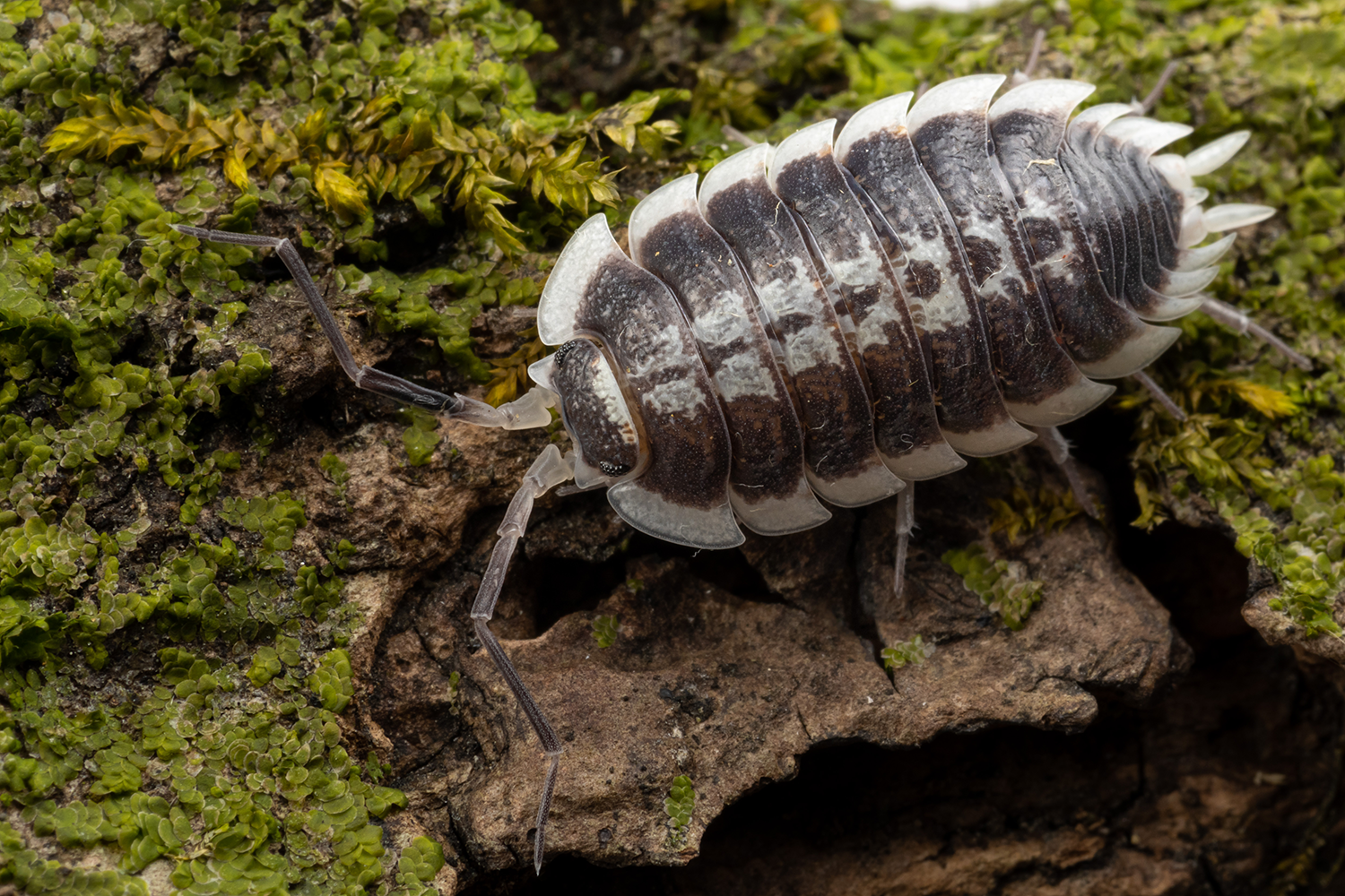 Porcellio flavomarginatus - Weird Pets PH