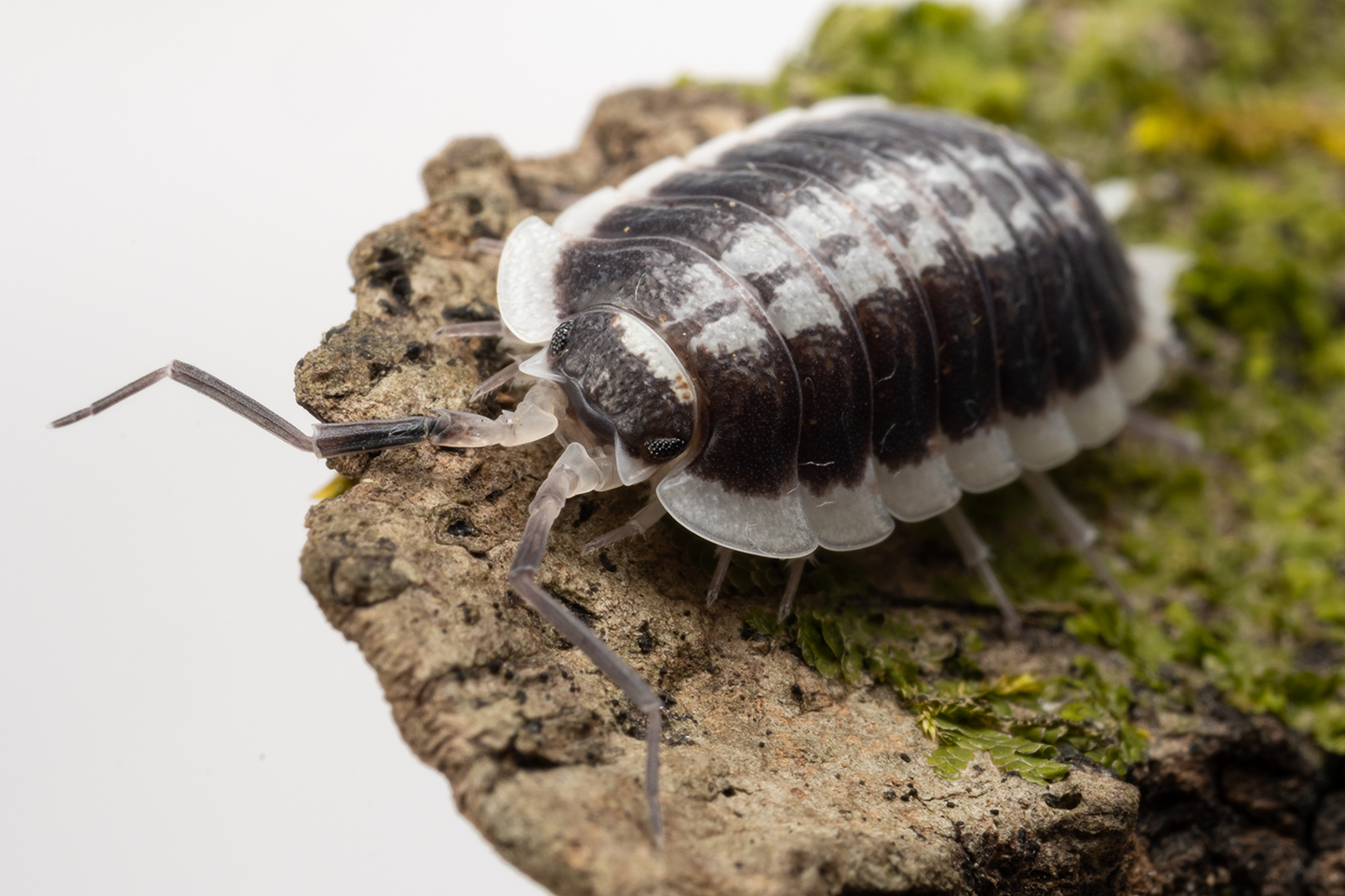 Porcellio flavomarginatus - Weird Pets PH