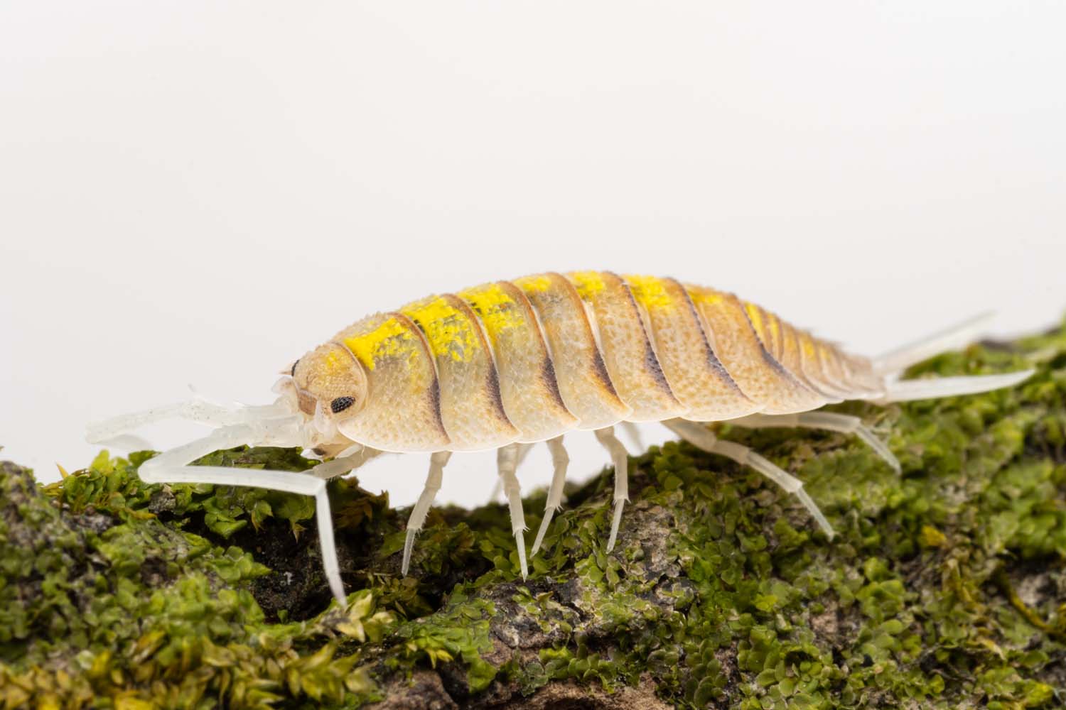 Porcellio bolivari 'Ghost' - Weird Pets PH