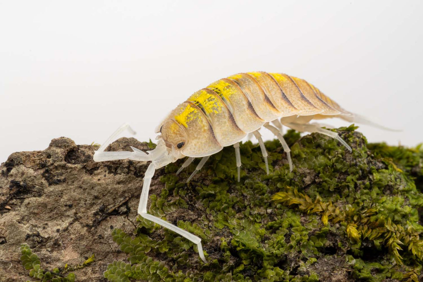 Porcellio bolivari 'Ghost' - Weird Pets PH