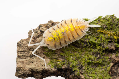 Porcellio bolivari 'Ghost' - Weird Pets PH