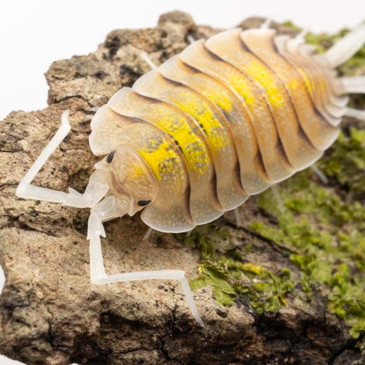 Porcellio bolivari 'Ghost' - Weird Pets PH