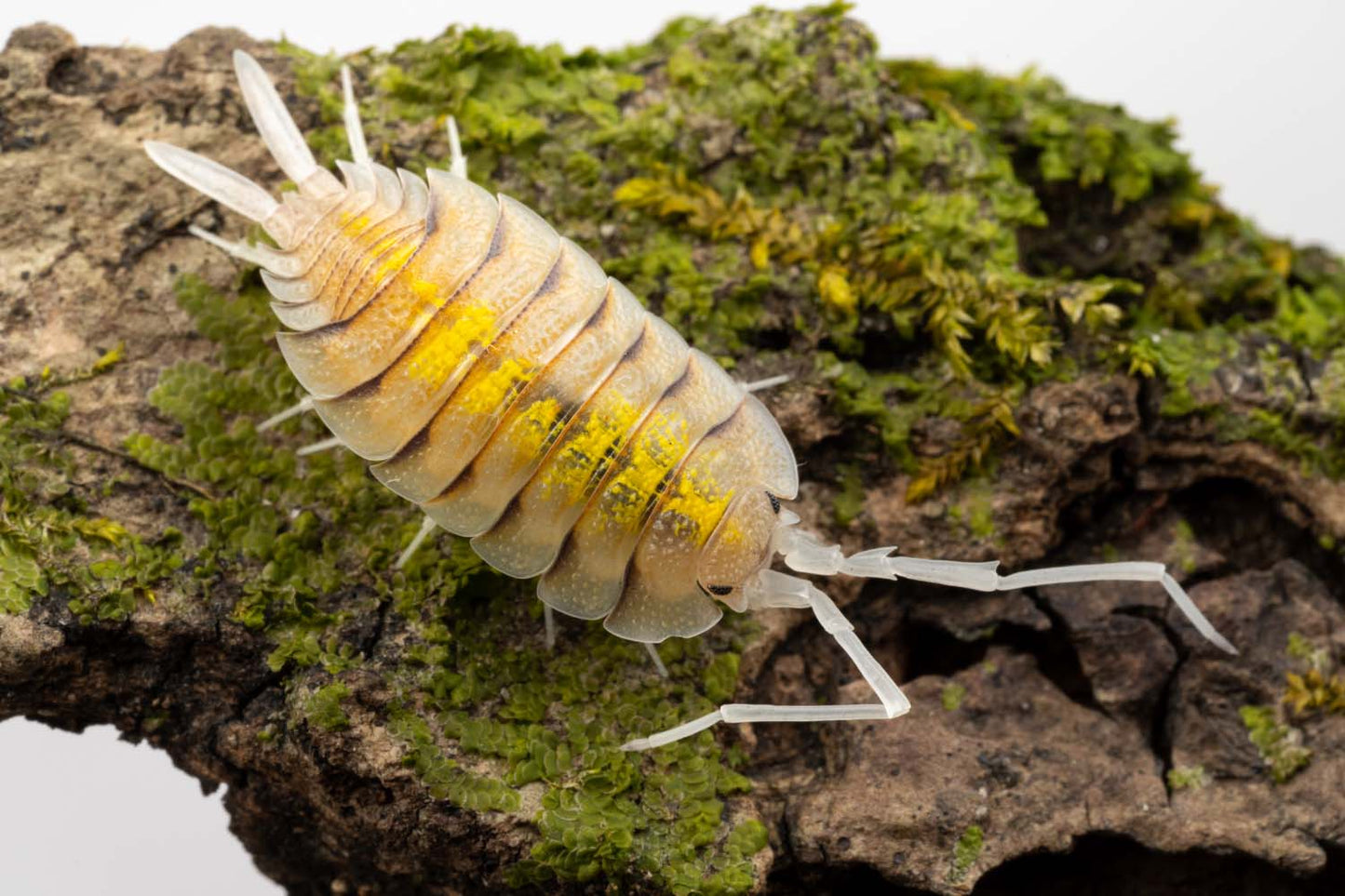 Porcellio bolivari 'Ghost' - Weird Pets PH