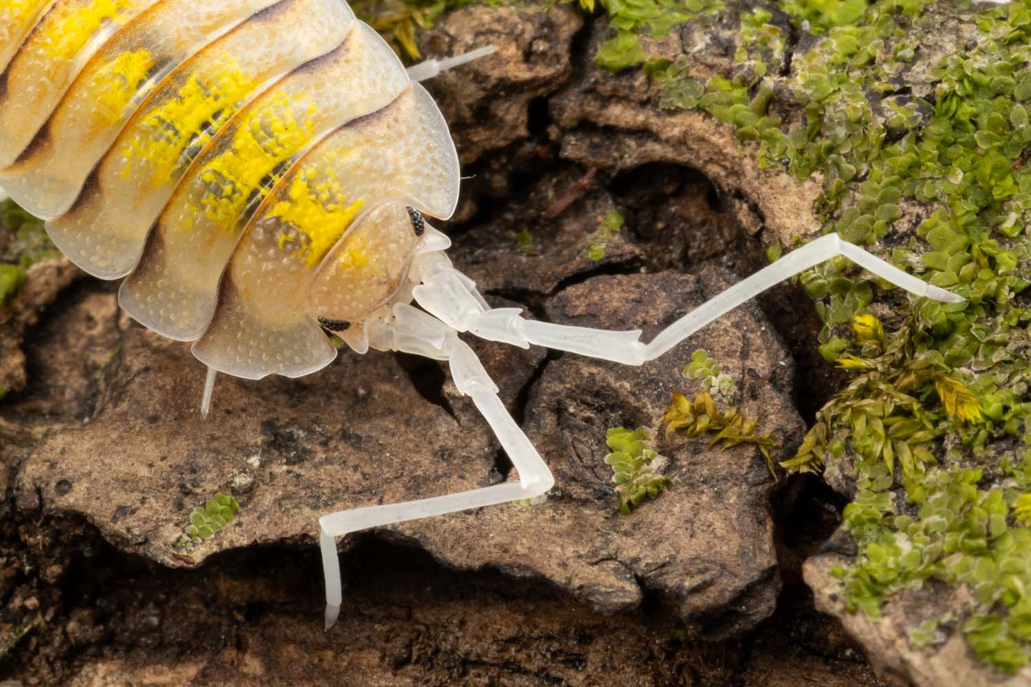 Porcellio bolivari 'Ghost' - Weird Pets PH