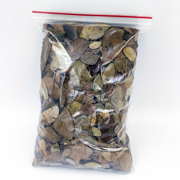 Acacia Leaves – Weird Pets PH