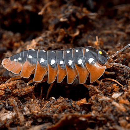 Armadillidium klugii 'Montenegro' - Weird Pets PH